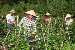 Vĩnh Phúc hỗ trợ hiệu quả các hộ nghèo