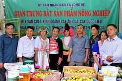 Khởi nghiệp trên quê hương
