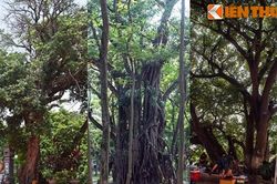 Sửng sốt loạt cây cổ thụ kỳ - dị - độc nhất Hà Nội