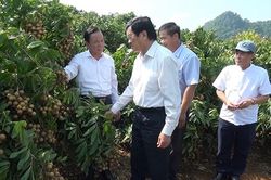 Đồng chí Trương Tấn Sang, nguyên Ủy viên Bộ Chính trị, nguyên Chủ tịch nước thăm một số mô hình kinh tế tại tỉnh Sơn La