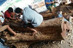 Sắp bán đấu giá hơn 6 tấn gỗ sưa trăm tuổi ở Hà Nội
