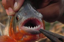 Loài cá 'ăn thịt người' piranha trở thành món ăn trên bàn tiệc