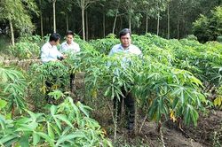 Khẩn trương phòng, trừ bệnh khảm lá trên cây sắn