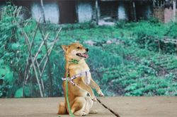 Đạo diễn cương quyết để chó Nhật đóng 'Cậu Vàng' dù gây tranh cãi
