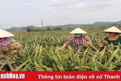 Củng cố, thắt chặt mối quan hệ giữa vùng nông sản nguyên liệu và các nhà máy chế biến