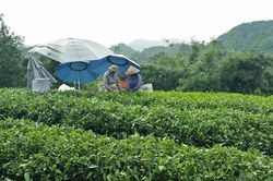 Vốn cho vay giải quyết việc làm: Cung chưa đủ cầu