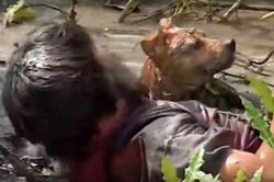 Chú chó mang lựu đạn cứu Tư 'Võ Tòng' gây xúc động ở 'Đất phương Nam'