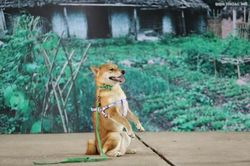 Tranh cãi về 'diễn viên 4 chân'