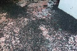 Kinh dị kiến 'đông như quân nguyên', bu đen kịt khắp thị trấn