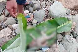 Phát hiện thi thể trẻ sơ sinh trôi trên sông