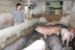 Nghệ An: Giá lợn hơi tăng mạnh, nhiều trang trại chăn nuôi găm hàng