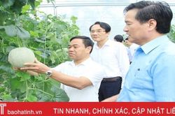 Trồng dưa lưới trong nhà màng ở Nghi Xuân hiệu quả cao