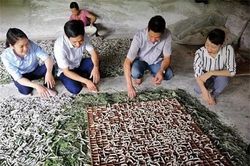 Yên Bái: Trồng dâu, nuôi tằm hết thời ăn 'cơm đứng'