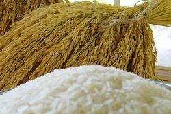 Có thể phải ngồi tù nếu đầu cơ gạo nếp ở Thái Lan