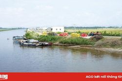 Thị trường lúa, gạo tiếp tục trầm lắng