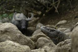 Thế giới Thế giới toàn cảnh Indonesia đóng cửa Công viên quốc gia Komodo để bảo tồn