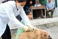 Tử vong do bệnh dại vẫn ở mức báo động