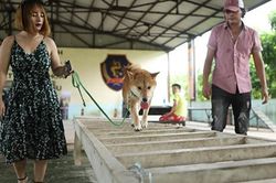 Phim 'Cậu Vàng': Chó thuần Việt sẽ đóng thế chó Nhật cảnh bị ngược đãi?