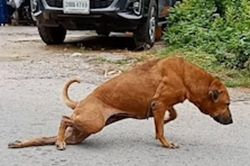 Xem chú chó tinh nghịch giả què để xin ăn
