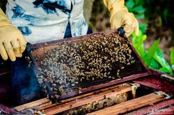 'Mục sở thị' cách nông dân Nghệ An nuôi cấy ong, thu hoạch mật