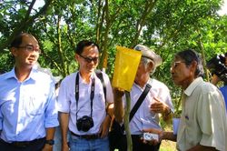 Khắc phục bệnh vàng lá thối rễ, chết xanh trên cây có múi