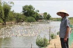 Kinh tế Nông nghiệp - Nông thôn Lợi nhuận từ mô hình 'cá-lúa-vịt'