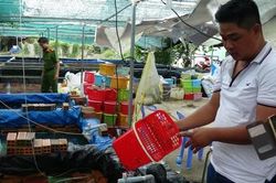 Phát hiện 7.500 con tôm càng đỏ, sinh vật ngoại lai nguy hại