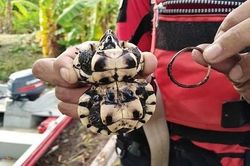 Rùa có mai hình đồng hồ cát