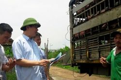 Giám đốc Sở NN&PTNT Thanh Hóa 'vi hành' kiểm tra cơ sở tập kết, giết mổ lợn 'chui'