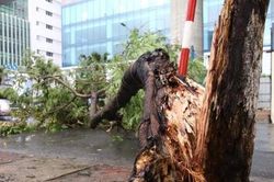 Hà Nội: Mưa dông diện rộng một nạn nhân tử vong vì cây đổ trúng người