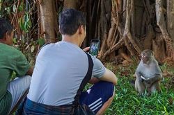 Nguy hiểm từ hành vi 'thân thiện' với loài khỉ