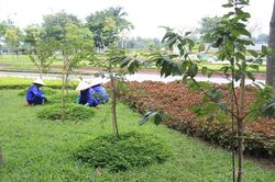 Có một công viên hoa anh đào ở Hà Nội