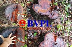 Xót xa cảnh hàng trăm cây rừng bị đốn hạ trơ gốc ở Quảng Trị