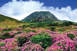 Đừng quên chinh phục núi Hallasan khi đến đảo Jeju