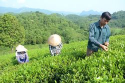 Sơn Dương hướng tới sản xuất chè hữu cơ