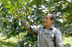 Bình Phú đi lên từ trồng hồng không hạt