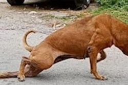 Bật cười hình ảnh chú chó giả què để xin ăn
