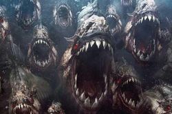 Sẽ ra sao nếu bạn đối mặt với đàn cá ăn thịt như phim Hollywood?