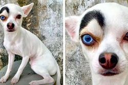 Chú chó mặt âm dương 'bất chính bất tà', ai xem cũng ngỡ ngàng