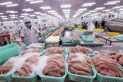 Xuất khẩu cá tra tiếp tục giảm, thêm nhiều rào cản từ thị trường Mỹ