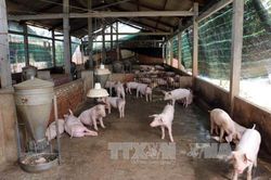 Tiếp tục giám sát và xử lý nhanh ổ dịch tả lợn châu Phi mới
