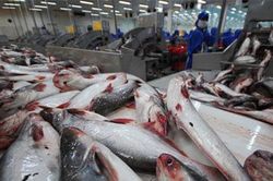 Cá tra Việt trước viễn cảnh 'tăng trưởng âm kéo dài'