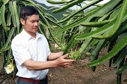 Mường Lay thực hiện lời dạy của Bác về tăng gia sản xuất
