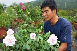 Hiệp An có cây hoa hồng 200 triệu đồng