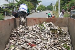 Cá chết nổi trắng hồ điều tiết Hòa Phú ở Đà Nẵng