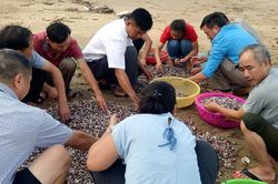 Sau bão số 4 cuốn nhiều ngao, sò dạt vào bờ, người dân Cửa Lò đổ xô vớt 'lộc biển'
