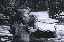 Chú chó giống Inu Shiba có phù hợp để đóng vai Cậu Vàng?
