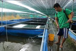 Tiêu hủy số lượng lớn tôm hùm nước ngọt, tôm càng đỏ