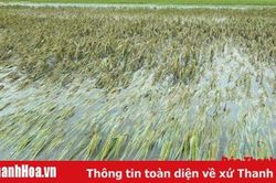 Huyện Thạch Thành khẩn trương khắc phục hậu quả cơn bão số 4