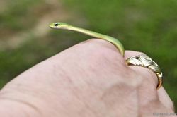 Giải mã những 'án oan' có '1-0-2' của động vật